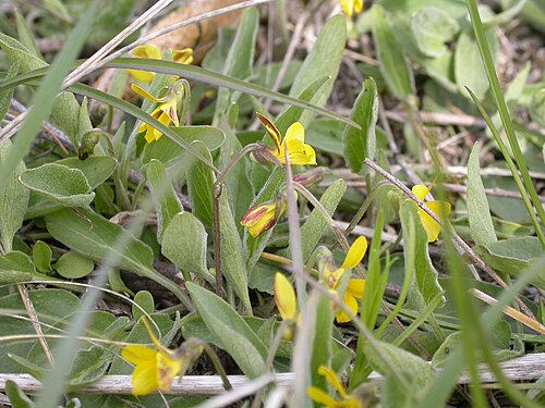 Nuttall's violet: The leaf blades tend to be more than three times longer than wide, which is characteristic of Viola nuttallii from among the yellow flower violets in open dry v