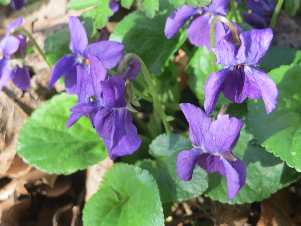 Sweet violet: Duftveilchen ( Viola odorata ) am Drahtzugweiher in Alt-Saarbrücken