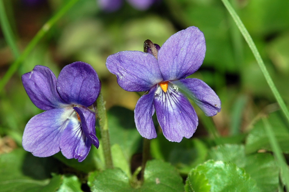 Sweet violet: Viola odorata , Nied, Frankfurt/Main on pear, Germany