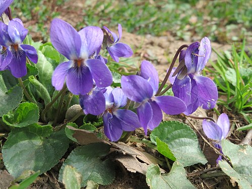Sweet violet: Duftveilchen ( Viola odorata ) an der Saar in Saarbrücken