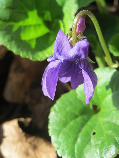 Sweet violet: Duftveilchen ( Viola odorata ) am Drahtzugweiher in Alt-Saarbrücken