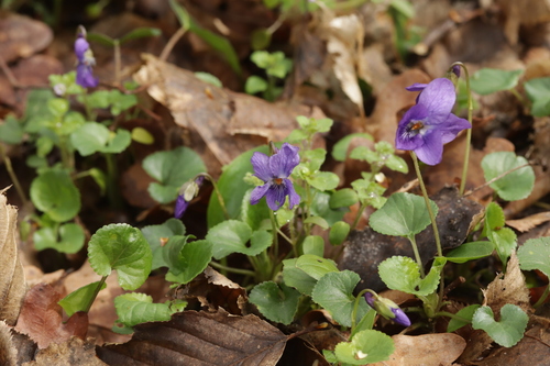 Sweet violet (Viola odorata)