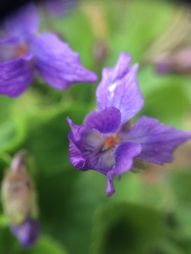 Sweet violet (Viola odorata)