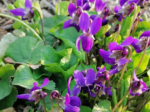 Sweet violet (Viola odorata)