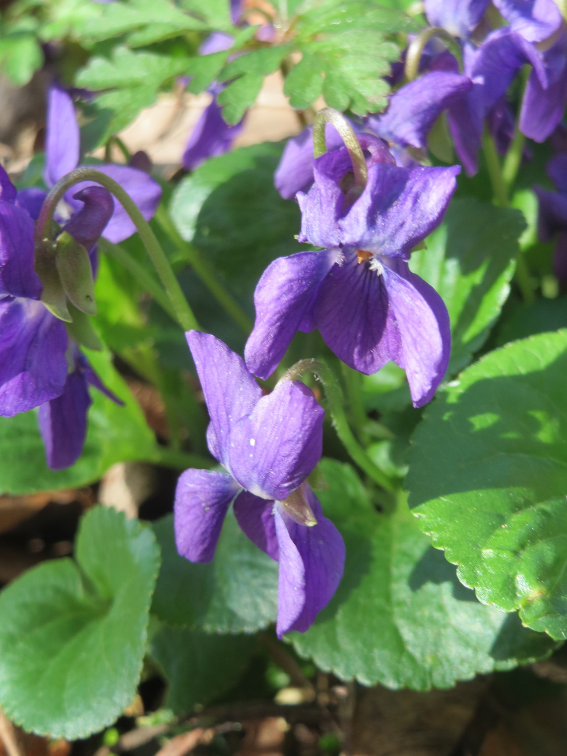 Sweet violet: Duftveilchen ( Viola odorata ) am Drahtzugweiher in Alt-Saarbrücken