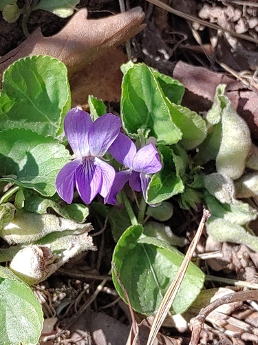 Sweet violet (Viola odorata)