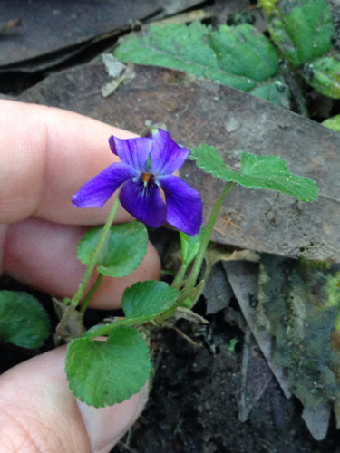 Sweet violet (Viola odorata)