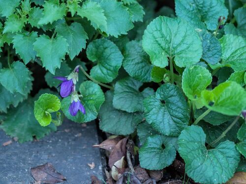Sweet violet (Viola odorata)