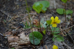 Darkwoods violet (Viola orbiculata)