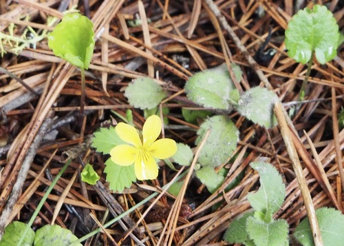 Darkwoods violet (Viola orbiculata)