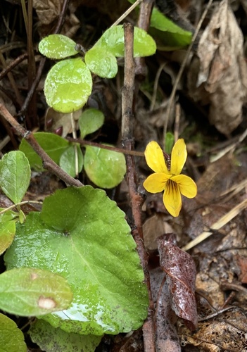 Darkwoods violet (Viola orbiculata)