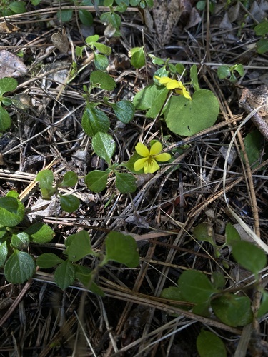 Darkwoods violet (Viola orbiculata)
