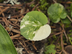 Darkwoods violet (Viola orbiculata)