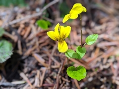 Darkwoods violet (Viola orbiculata)