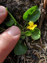 Darkwoods violet (Viola orbiculata)