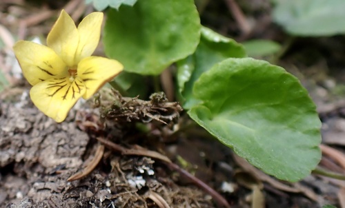 Darkwoods violet (Viola orbiculata)