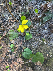 Darkwoods violet (Viola orbiculata)