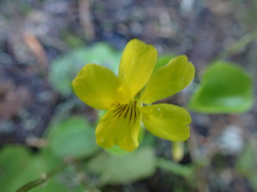 Darkwoods violet (Viola orbiculata)