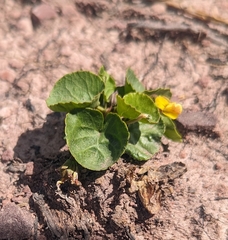 Darkwoods violet (Viola orbiculata)