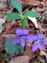 Early blue violet (Viola palmata)