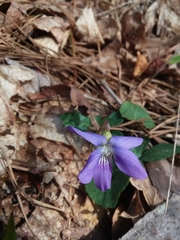 Early blue violet (Viola palmata)