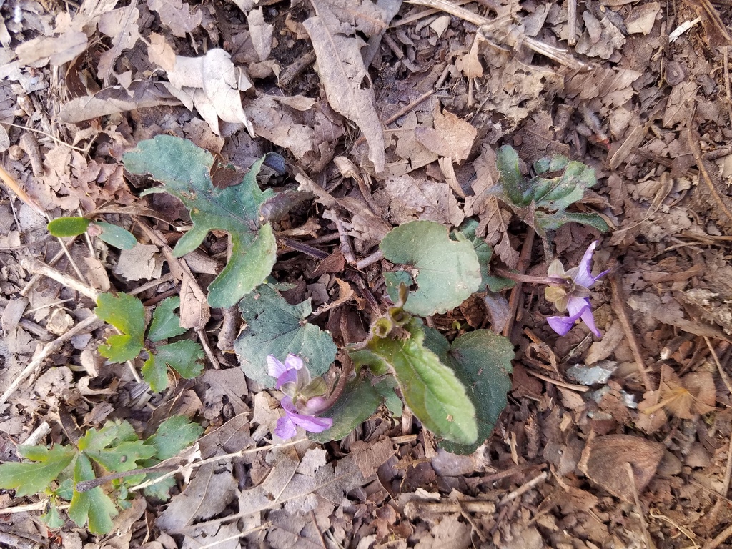 Early blue violet (Viola palmata)