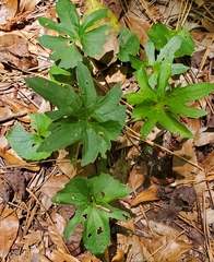 Early blue violet (Viola palmata)