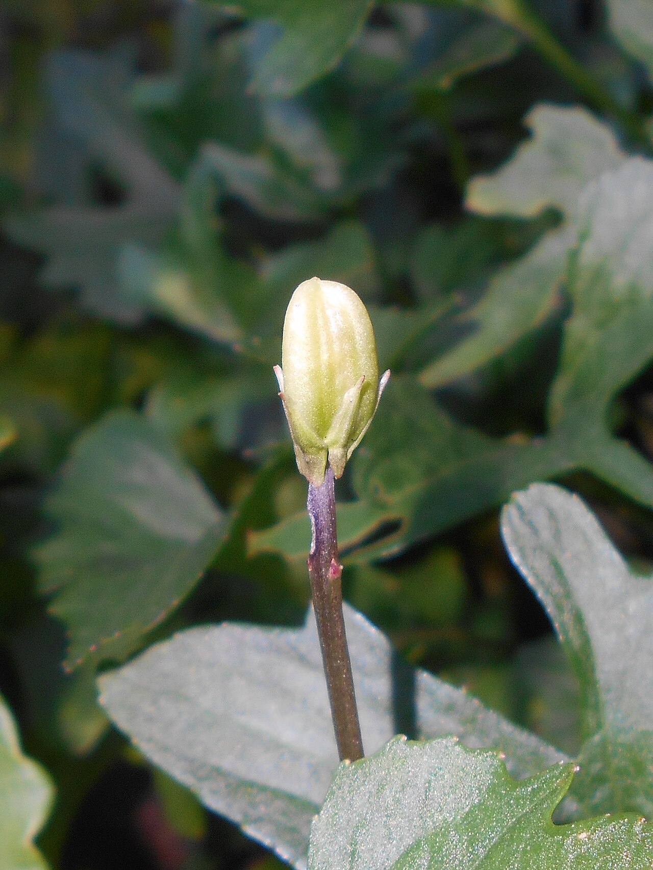 Early blue violet: Fiołek dłoniasty ( Viola palmata ), Ogród Botaniczny Uniwersytetu Jagiellońskiego w Krakowie.