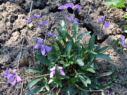 Early blue violet: Viola palmata