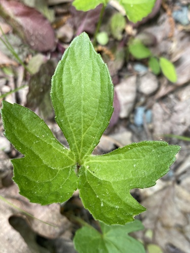 Early blue violet (Viola palmata)
