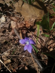 Early blue violet (Viola palmata)