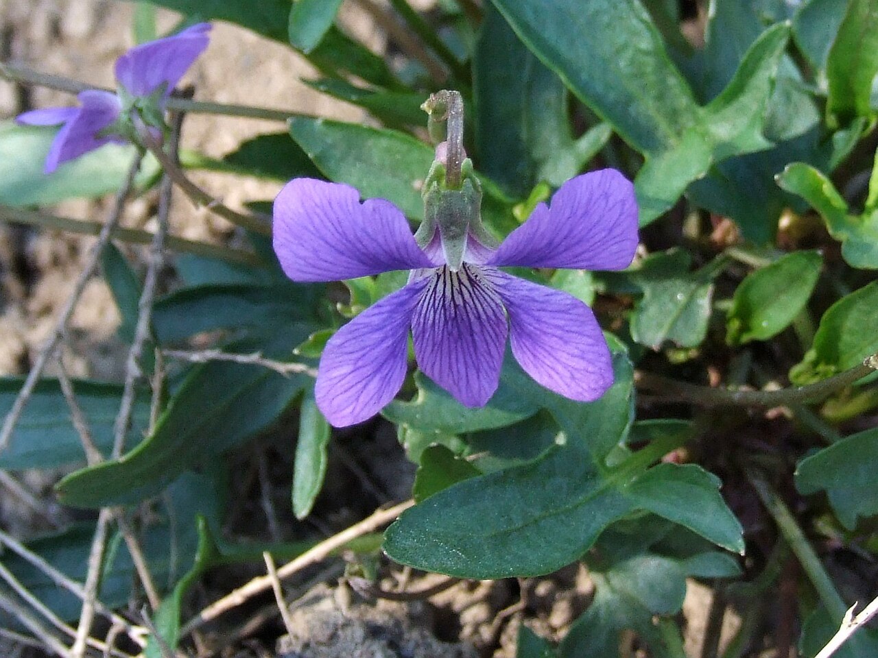 Early blue violet: Viola palmata