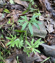 Early blue violet (Viola palmata)