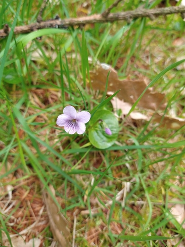 Marsh violet (Viola palustris)