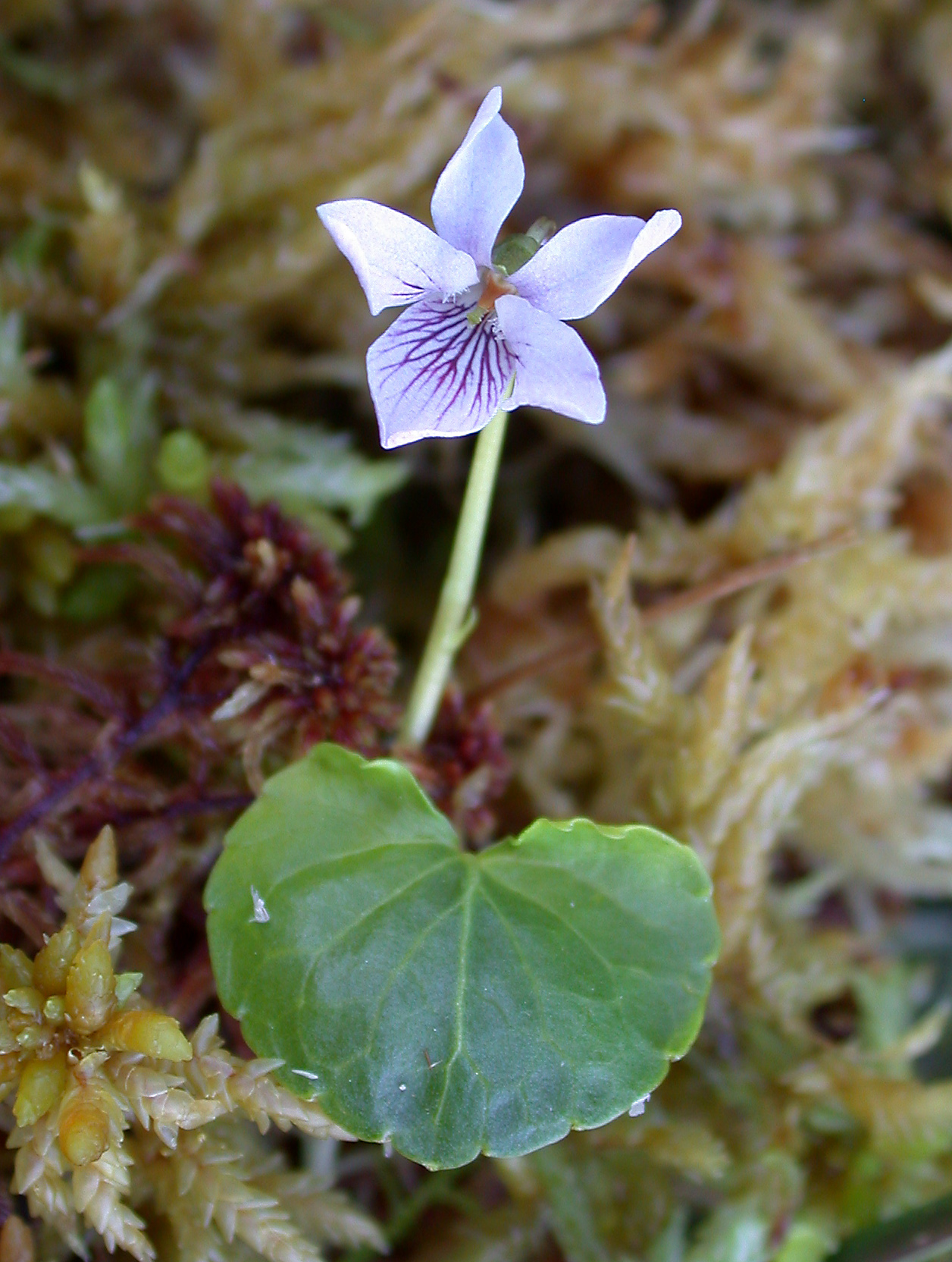 Marsh violet: Fraoch bheinn Highland Scotland