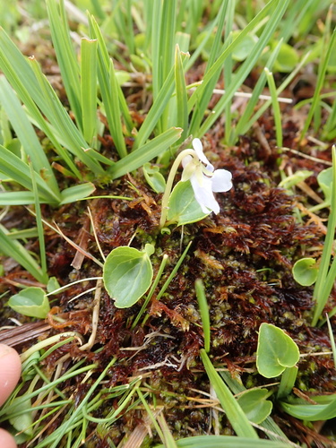Marsh violet (Viola palustris)