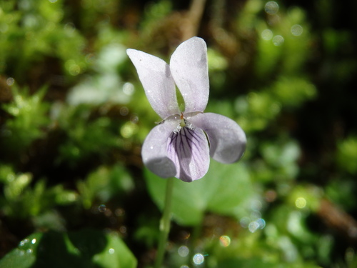 Marsh violet (Viola palustris)