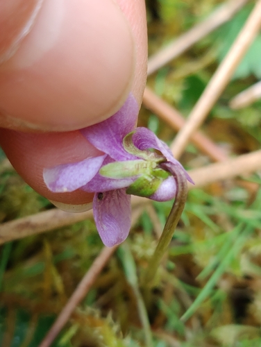 Marsh violet (Viola palustris)