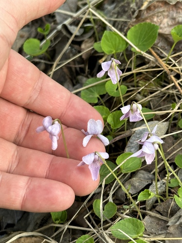 Marsh violet (Viola palustris)