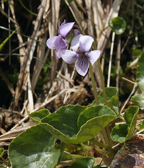 Marsh violet: Viola palustris in Malá Studniční jáma, Krkonoše Mountains, Czech republic
