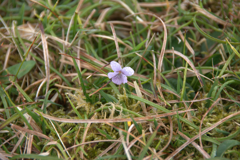 Marsh violet: Marsh Violet (Viola palustris), Lamba Ness