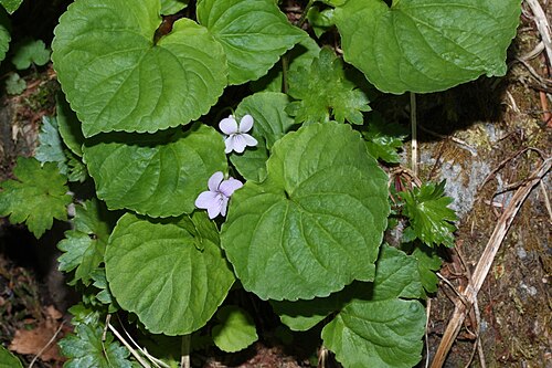 Marsh violet: Marsh Violet