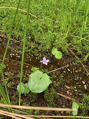 Marsh violet (Viola palustris)