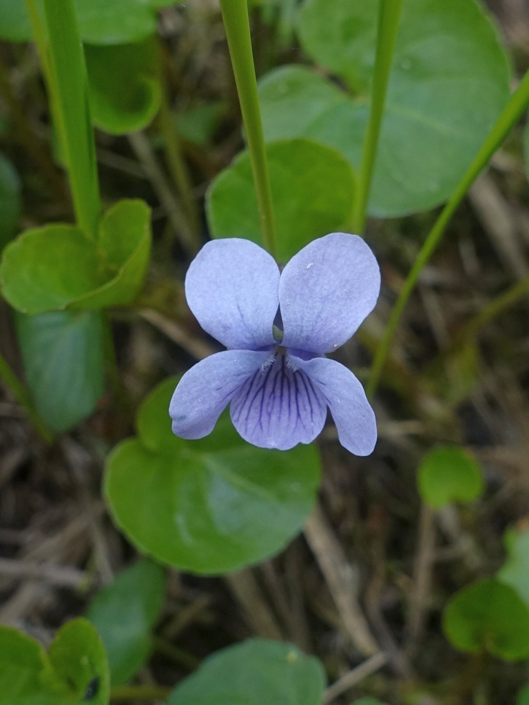 Marsh violet (Viola palustris)