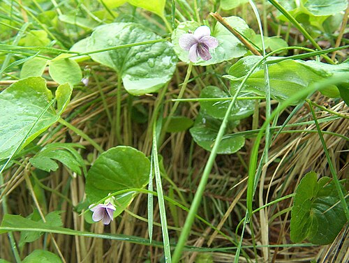 Marsh violet: Viola palustris , Marsh Violet in Kerava, Finland