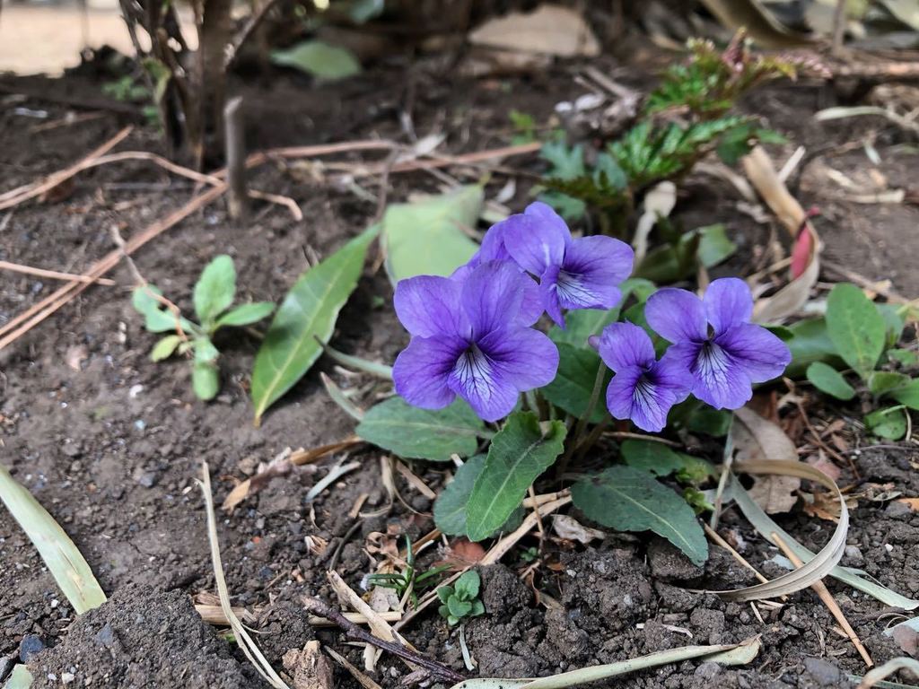 Viola philippica (Viola philippica)