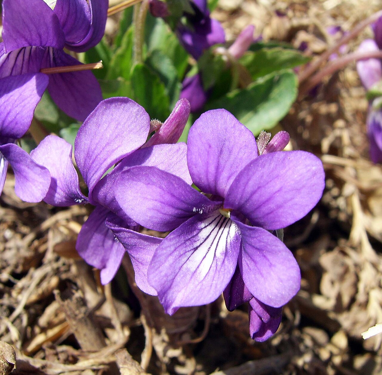 Viola philippica: 紫花地丁(Purpleflower Violet)