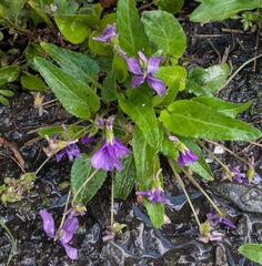 Viola philippica (Viola philippica)