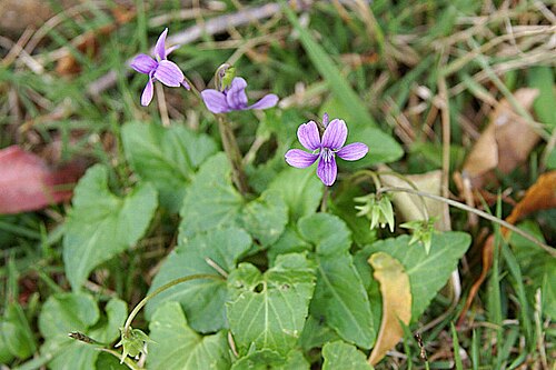 Viola philippica: リュウキュウコスミレ (沖縄県今帰仁村) Viola yedoensis var. pseudojaponica (Nakijin, Okinawa, JAPAN)