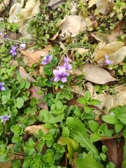 Viola philippica (Viola philippica)